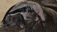 mravenečník zoo 89749264 2849633761757696 5325255900779249664 o